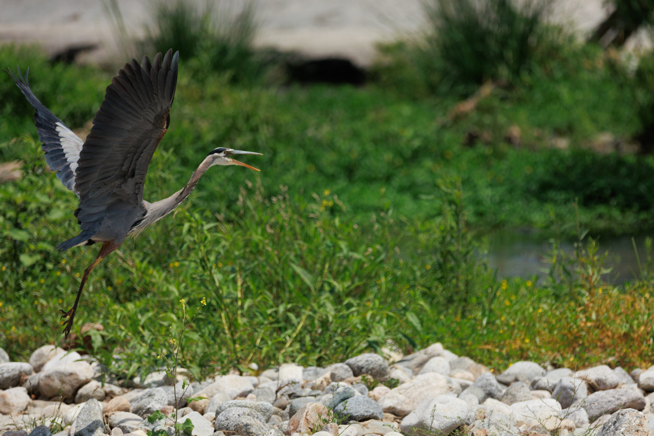 Blue Heron in Flight