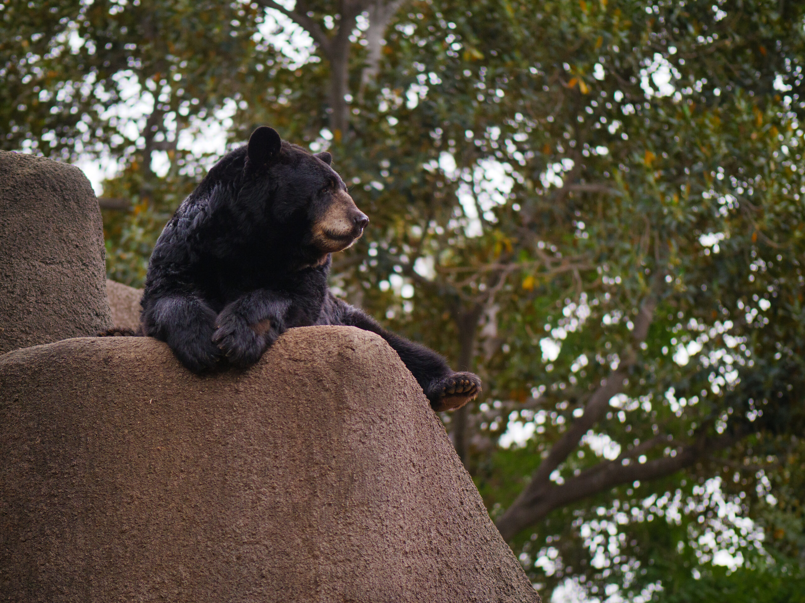 Ranger the Black Bear