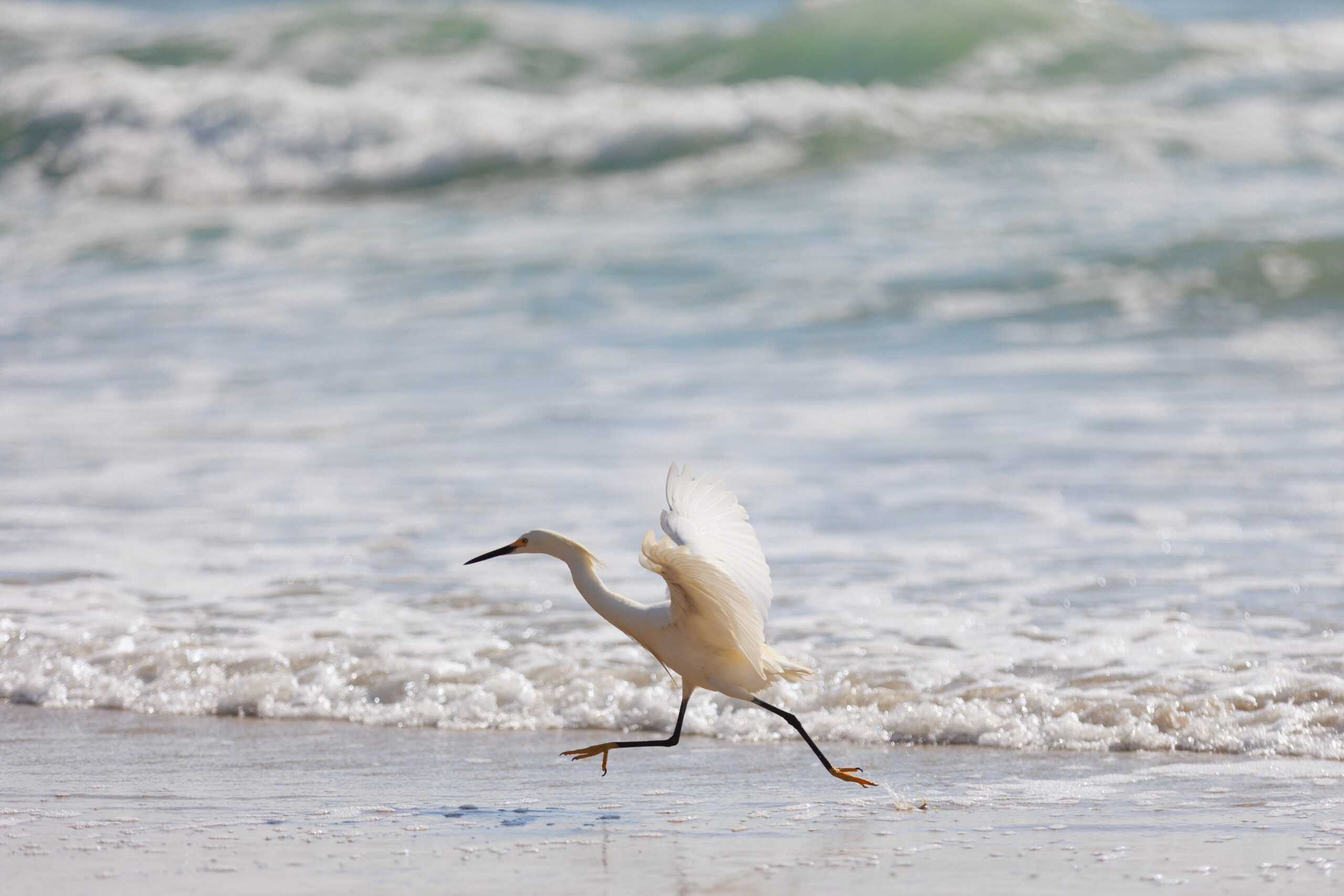 Egret in the Waves